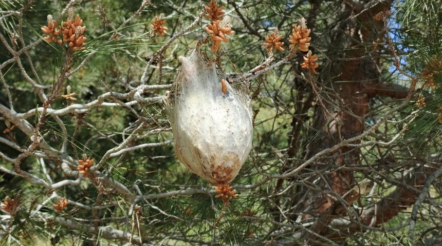 Bir il&ccedil;emizde "&ccedil;am kese b&ouml;ceği" tehlikesi