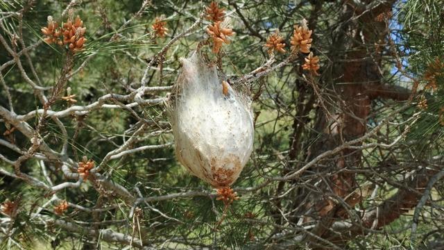 Bir ilçemizde çam kese böceği tehlikesi