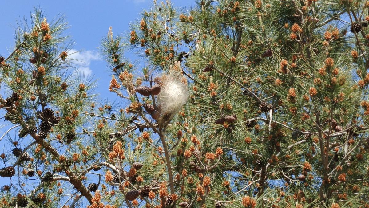 Bir il&ccedil;emizde "&ccedil;am kese b&ouml;ceği" tehlikesi 3