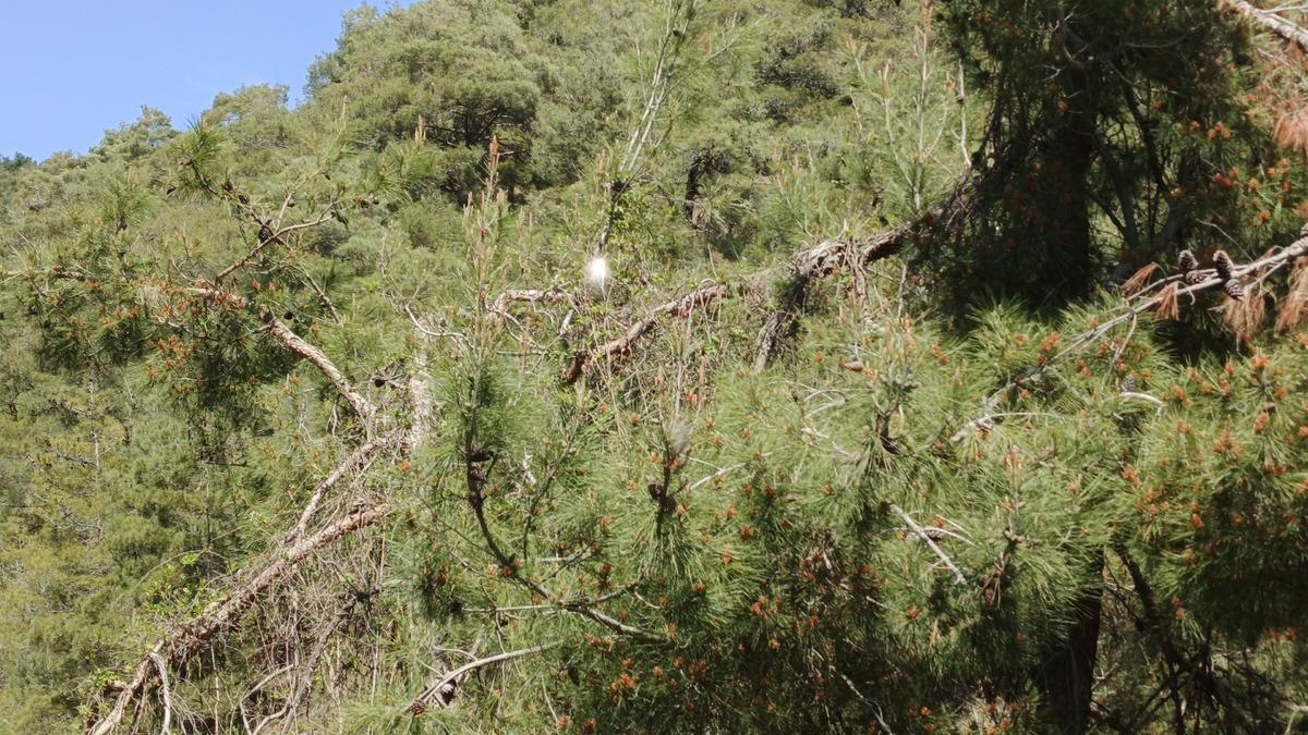 Bir il&ccedil;emizde "&ccedil;am kese b&ouml;ceği" tehlikesi 2