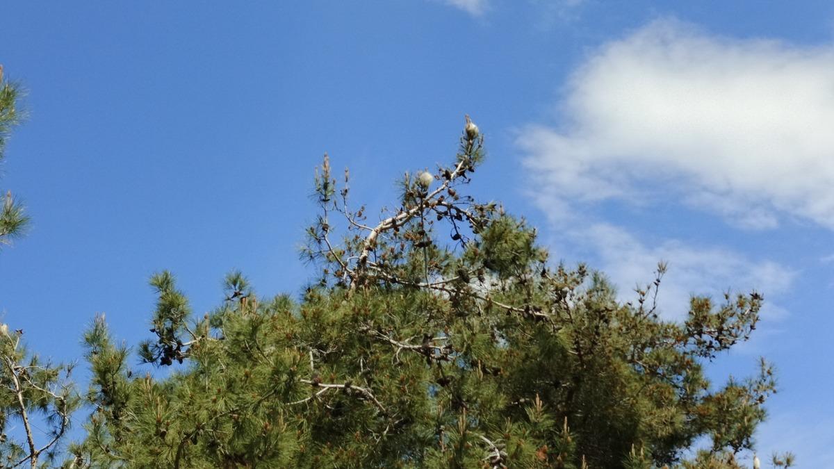 Bir il&ccedil;emizde "&ccedil;am kese b&ouml;ceği" tehlikesi 1