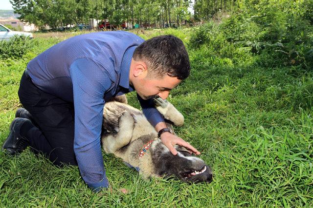 Köpeğinin doğum gününü 5 katlı pastayla kutladı