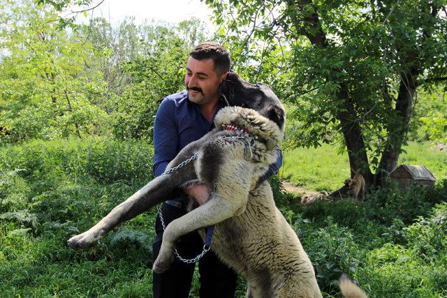 Köpeğinin doğum gününü 5 katlı pastayla kutladı