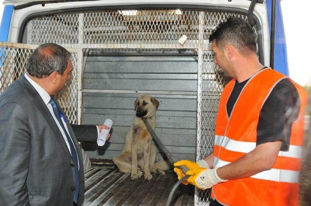 Akşehir Belediyesi silahla vurulan köpeğin tedavisini yaptırdı