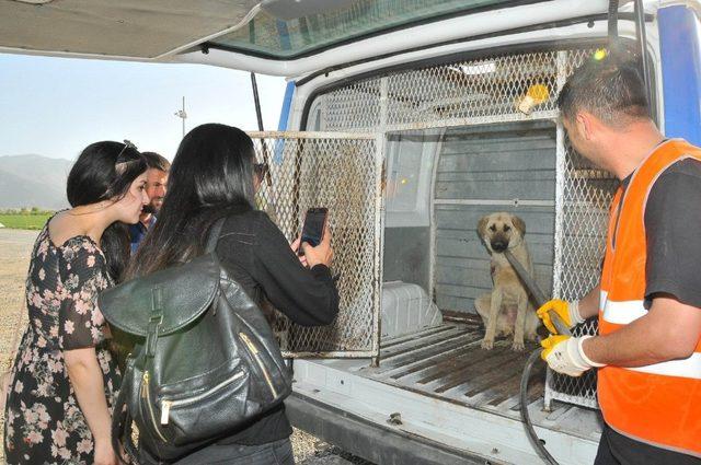 Akşehir Belediyesi silahla vurulan köpeğin tedavisini yaptırdı