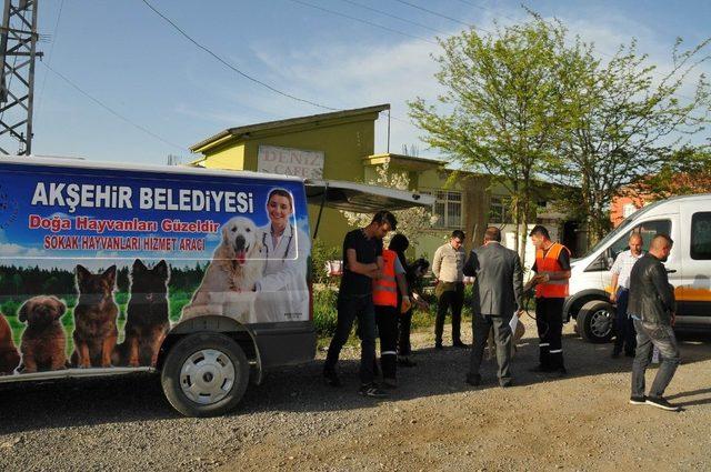 Akşehir Belediyesi silahla vurulan köpeğin tedavisini yaptırdı