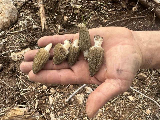 Topraktan &ccedil;ıkan hazine: Fiyatıyla g&uuml;m&uuml;ş&uuml; geride bıraktı, G&ouml;rsel 1