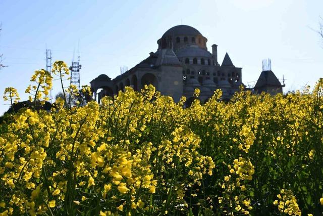 Tekirdağ sarıya büründü: Kanola tarlaları kartpostallık manzaralar oluşturdu 13