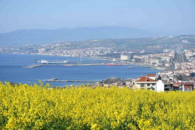Tekirdağ sarıya büründü: Kanola tarlaları kartpostallık manzaralar oluşturdu 12