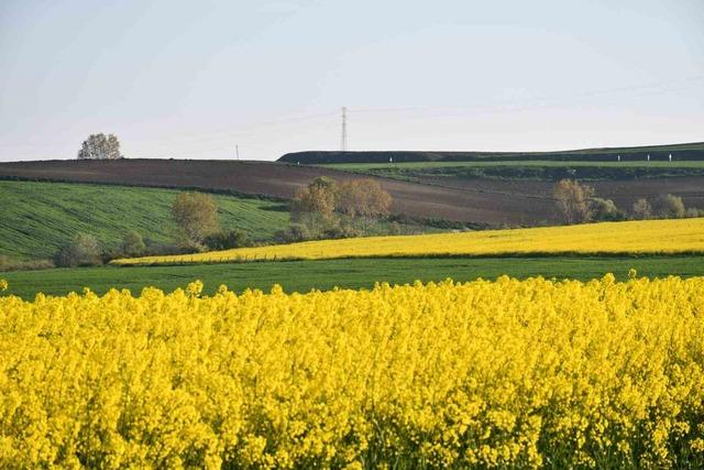 Tekirdağ sarıya büründü: Kanola tarlaları kartpostallık manzaralar oluşturdu 11