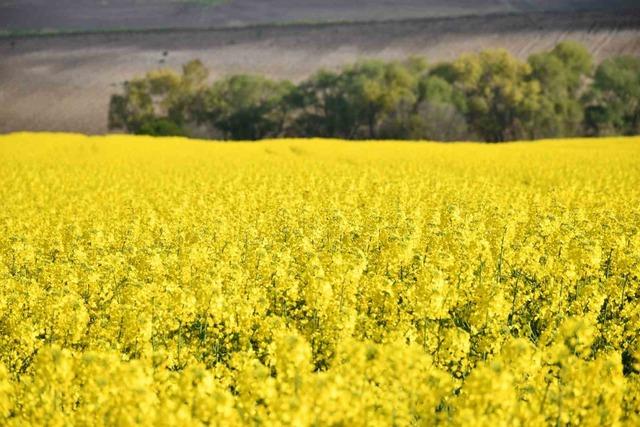 Tekirdağ sarıya büründü: Kanola tarlaları kartpostallık manzaralar oluşturdu 10