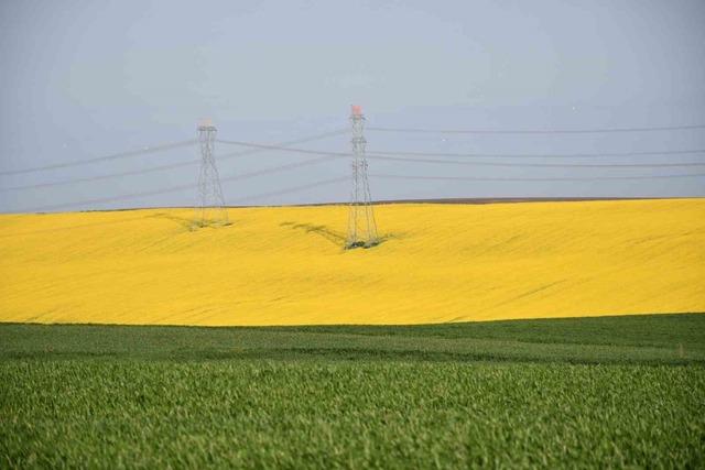 Tekirdağ sarıya büründü: Kanola tarlaları kartpostallık manzaralar oluşturdu 9
