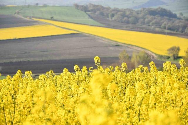 Tekirdağ sarıya büründü: Kanola tarlaları kartpostallık manzaralar oluşturdu 8
