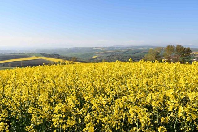 Tekirdağ sarıya büründü: Kanola tarlaları kartpostallık manzaralar oluşturdu 7