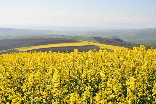 Tekirdağ sarıya büründü: Kanola tarlaları kartpostallık manzaralar oluşturdu 6