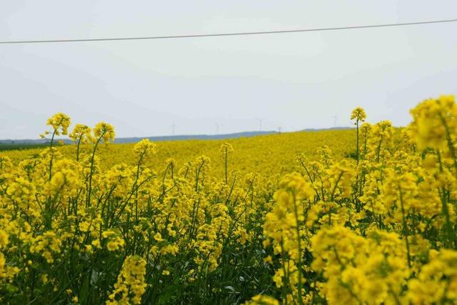 Tekirdağ sarıya büründü: Kanola tarlaları kartpostallık manzaralar oluşturdu 5