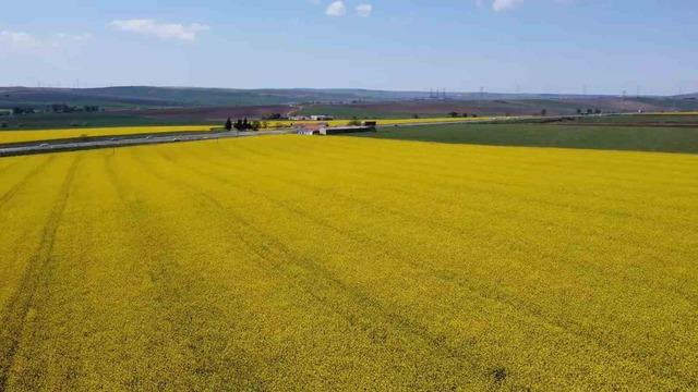 Tekirdağ sarıya büründü: Kanola tarlaları kartpostallık manzaralar oluşturdu 4