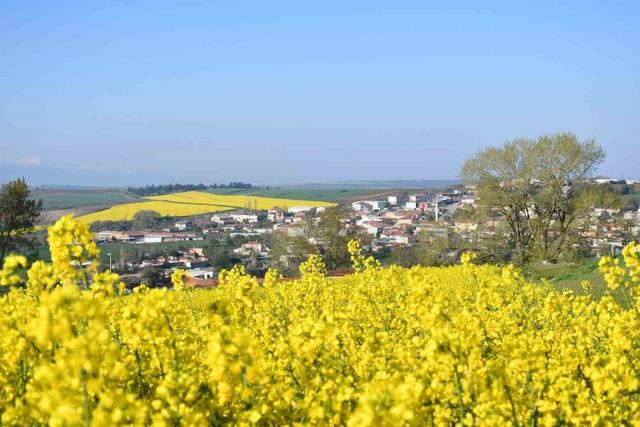 Tekirdağ sarıya büründü: Kanola tarlaları kartpostallık manzaralar oluşturdu 3