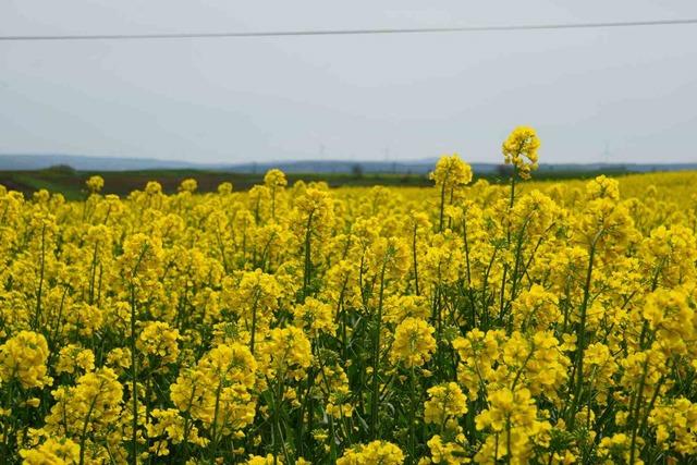 Tekirdağ sarıya büründü: Kanola tarlaları kartpostallık manzaralar oluşturdu 1