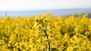 Tekirdağ sarıya büründü: Kanola tarlaları kartpostallık manzaralar oluşturdu