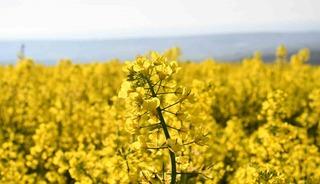 Tekirdağ sarıya b&uuml;r&uuml;nd&uuml;: Kanola tarlaları kartpostallık manzaralar oluşturdu