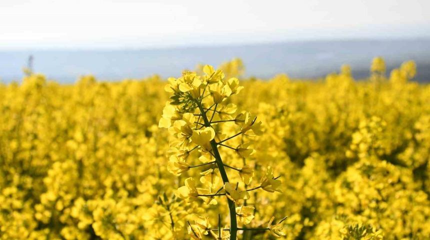 Tekirdağ sarıya b&uuml;r&uuml;nd&uuml;: Kanola tarlaları kartpostallık manzaralar oluşturdu