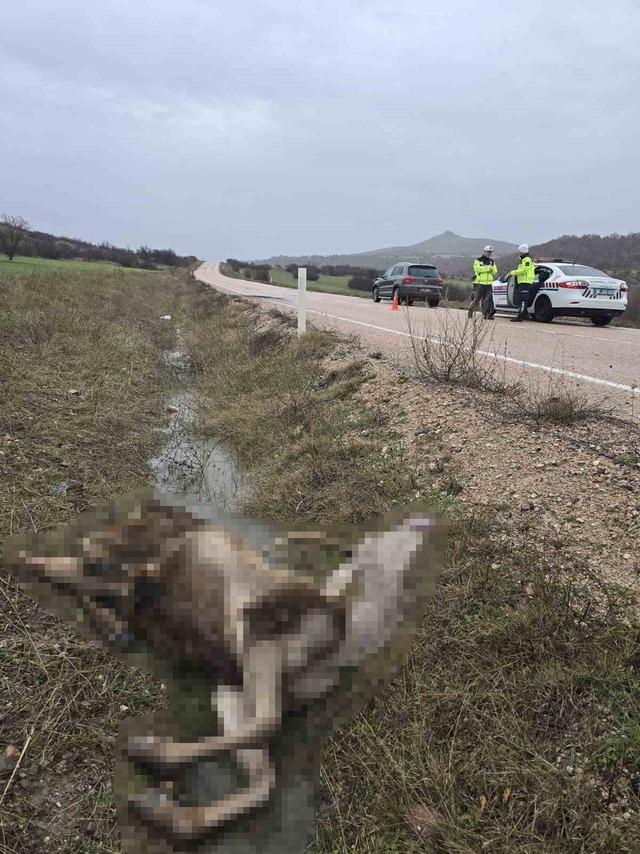 Ankara&rsquo;da aracın &ccedil;arptığı geyik telef oldu 3