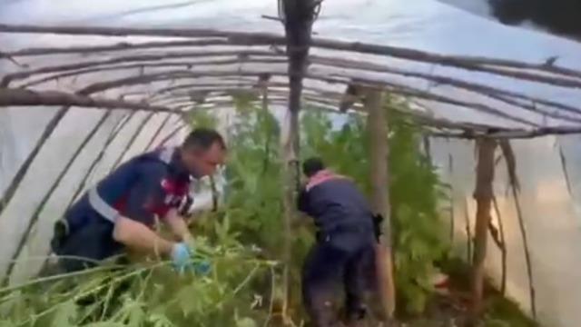 Yer: Antalya... Serayı uyuşturucu tarlasına çevirmiş