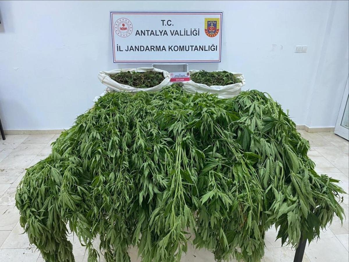 Yer: Antalya... Serayı uyuşturucu tarlasına &ccedil;evirmiş 1