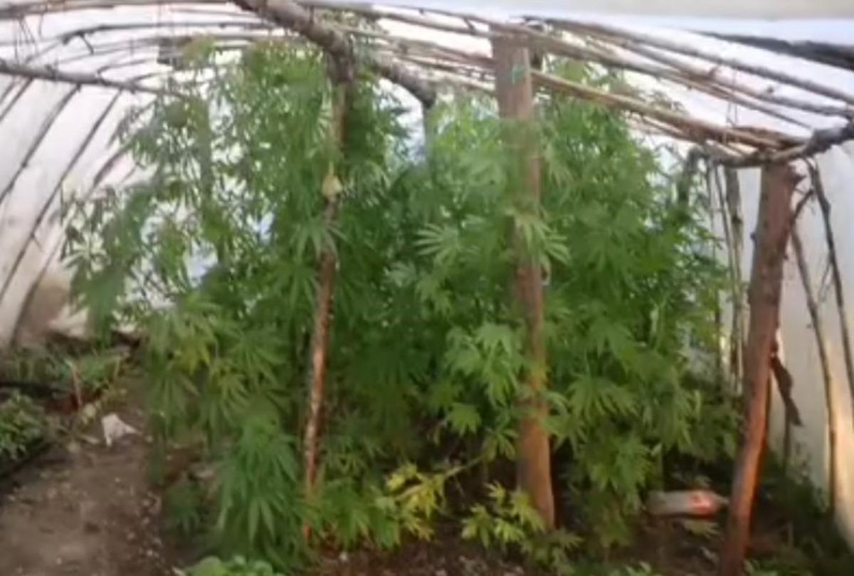 Yer: Antalya... Serayı uyuşturucu tarlasına &ccedil;evirmiş 2