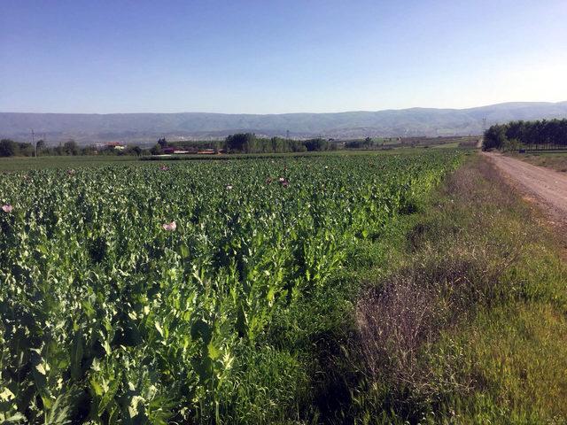 Tokat'ta 155 bin kök kaçak ekilen haşhaş bitkisi ele geçirildi