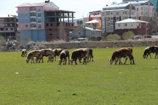 Ardahan’da çiftçiyi kuraklık korkusu sardı