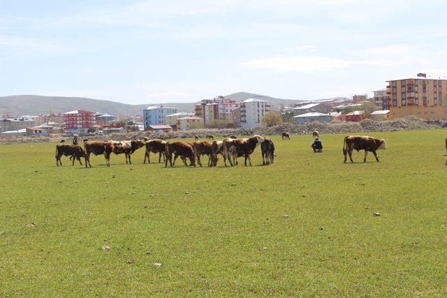 Ardahan’da çiftçiyi kuraklık korkusu sardı