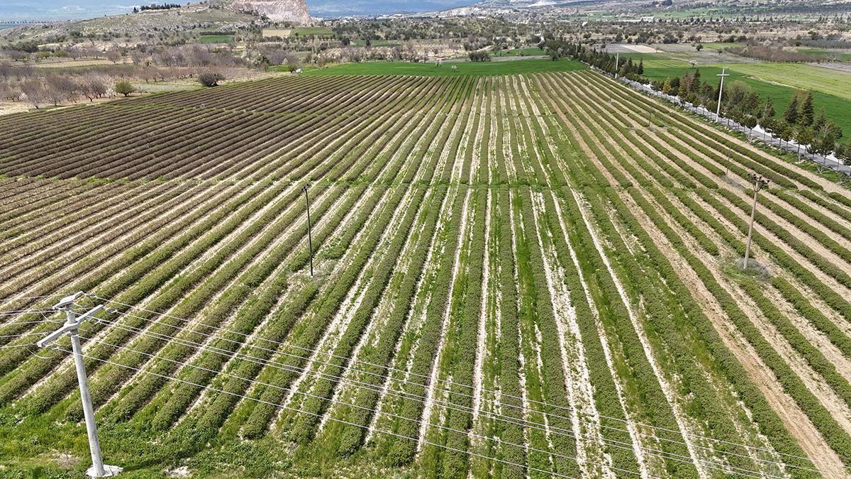 Beklenti arttı, hazırlıklar başladı: Yurt dışında da alıcısı çok