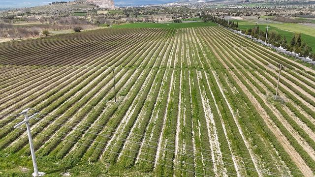 Beklenti arttı, hazırlıklar başladı: Yurt dışında da alıcısı çok