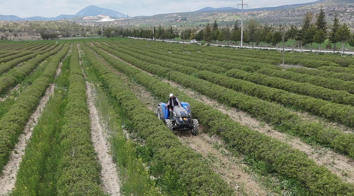 Beklenti arttı, hazırlıklar başladı: Yurt dışında da alıcısı &ccedil;ok 1