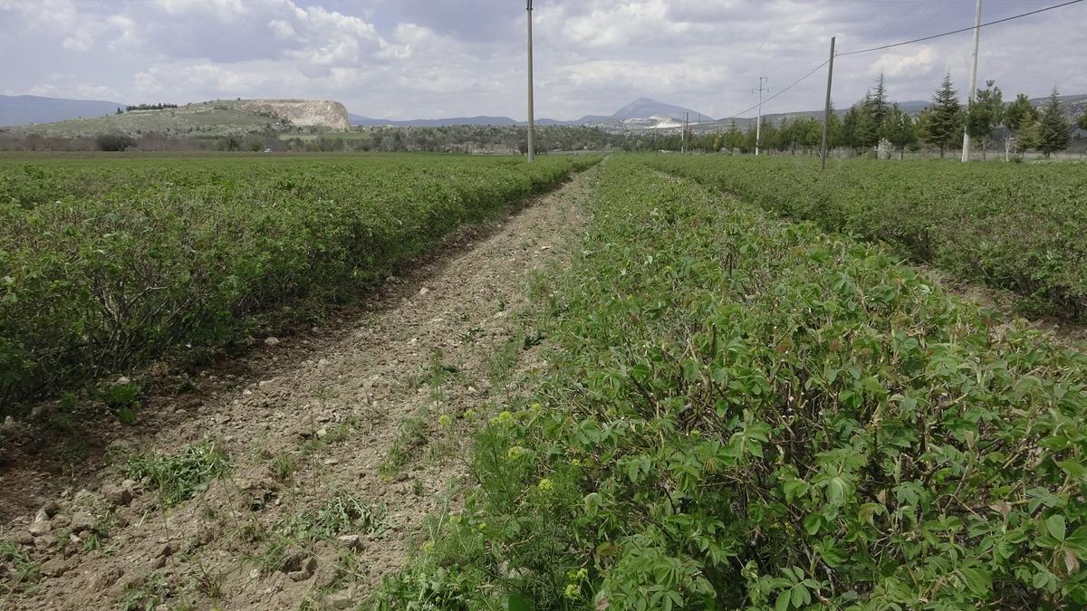Beklenti arttı, hazırlıklar başladı: Yurt dışında da alıcısı &ccedil;ok 3