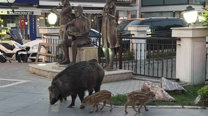 Marmaris'te yaban domuzları yerleşim alanına indi