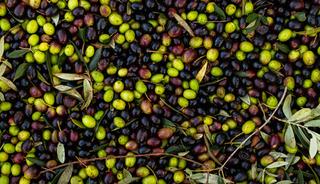 En sağlıklı zeytin a&ccedil;ıklandı: Siyah mı yeşil mi? 