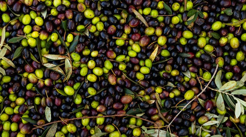 En sağlıklı zeytin a&ccedil;ıklandı: Siyah mı yeşil mi? 
