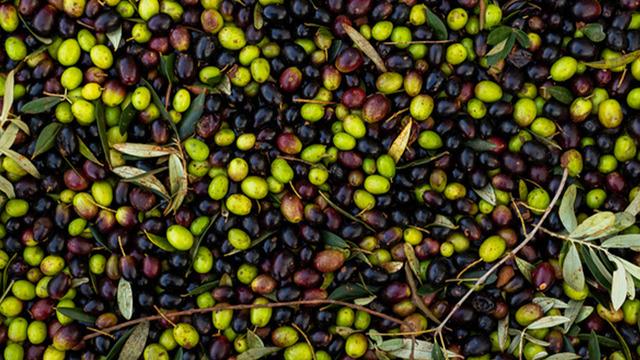 En sağlıklı zeytin açıklandı: Siyah mı yeşil mi? 