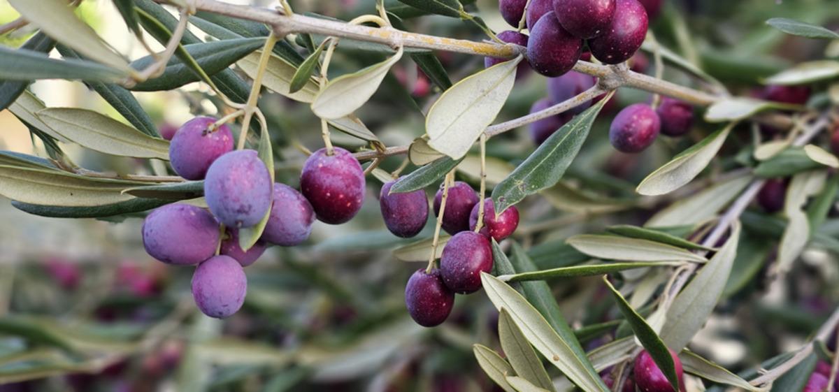 En sağlıklı zeytin a&ccedil;ıklandı: Siyah mı yeşil mi?  2