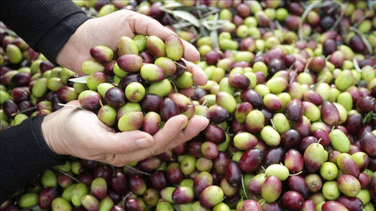 En sağlıklı zeytin a&ccedil;ıklandı: Siyah mı yeşil mi?  3