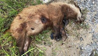 Nesli tehlike altında! Silahla &ouml;ld&uuml;r&uuml;lm&uuml;ş hale bulundu