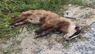 Nesli tehlike altındaydı: Silahla vurdular