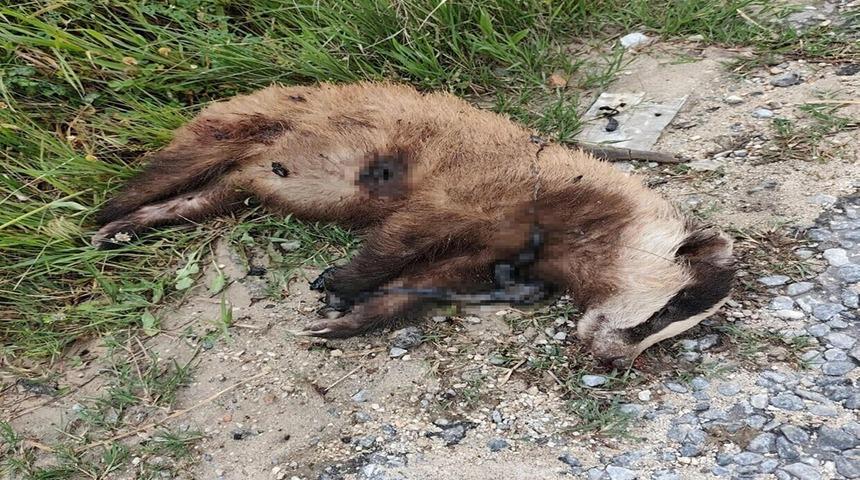 Aydın'da nesli tehlike altında olan Avrupa porsuğu silahla &ouml;ld&uuml;r&uuml;ld&uuml;