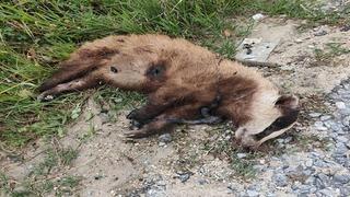 Aydın'da nesli tehlike altında olan Avrupa porsuğu silahla öldürüldü