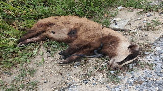 Aydın'da nesli tehlike altında olan Avrupa porsuğu silahla öldürüldü