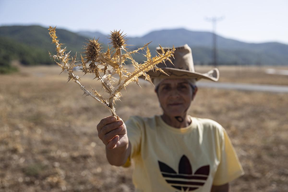 D&uuml;nyanın en pahalı sakızı: Kendiliğinden yetişiyor, kilosu 10 bin lirayı buluyor! 1