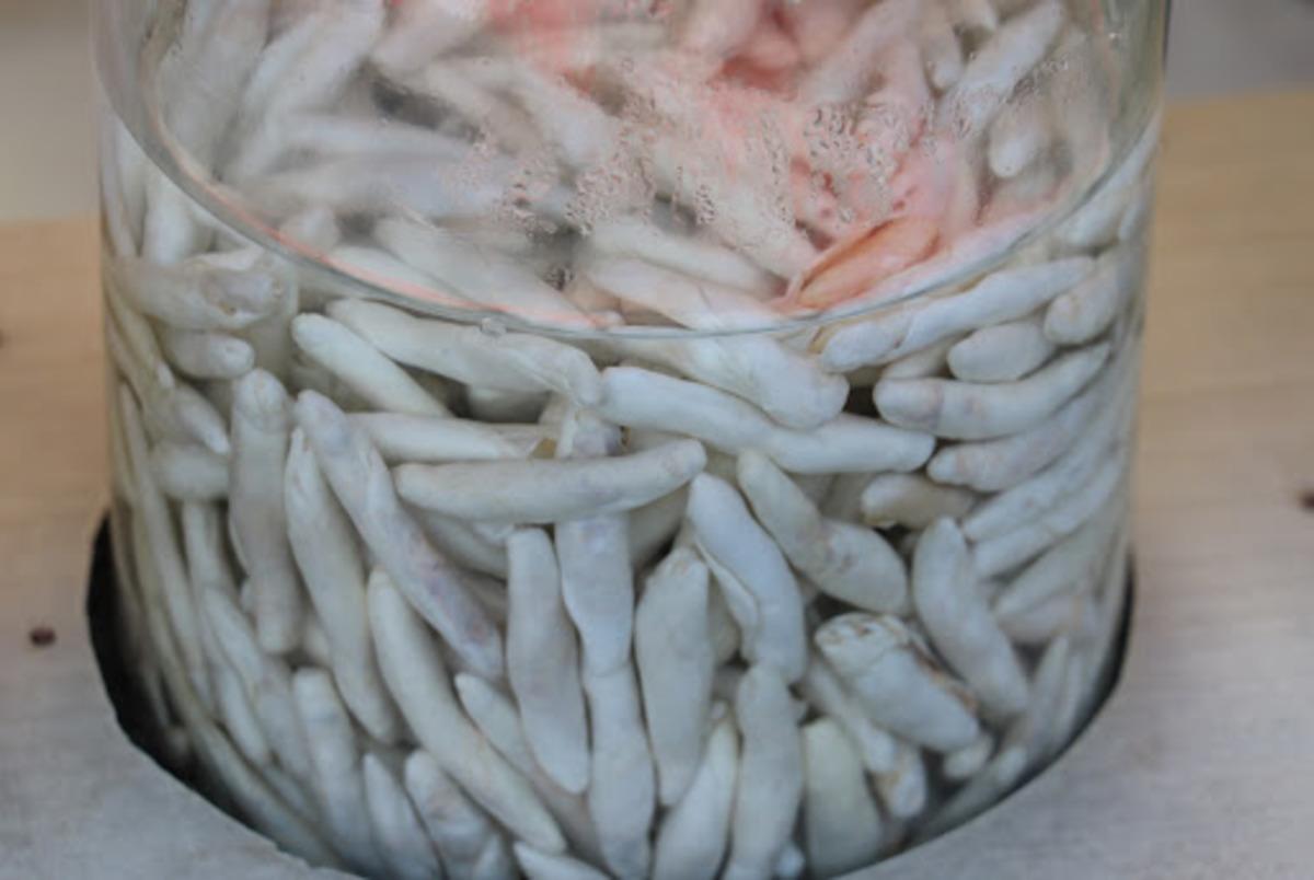 D&uuml;nyanın en pahalı sakızı: Kendiliğinden yetişiyor, kilosu 10 bin lirayı buluyor! 2